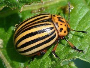 Колорадский жук.