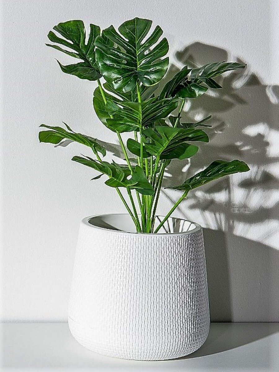 Монстера — одно из самых нетребовательных и популярных растений в комнатном цветоводстве. Фото с сайта pixabay.com