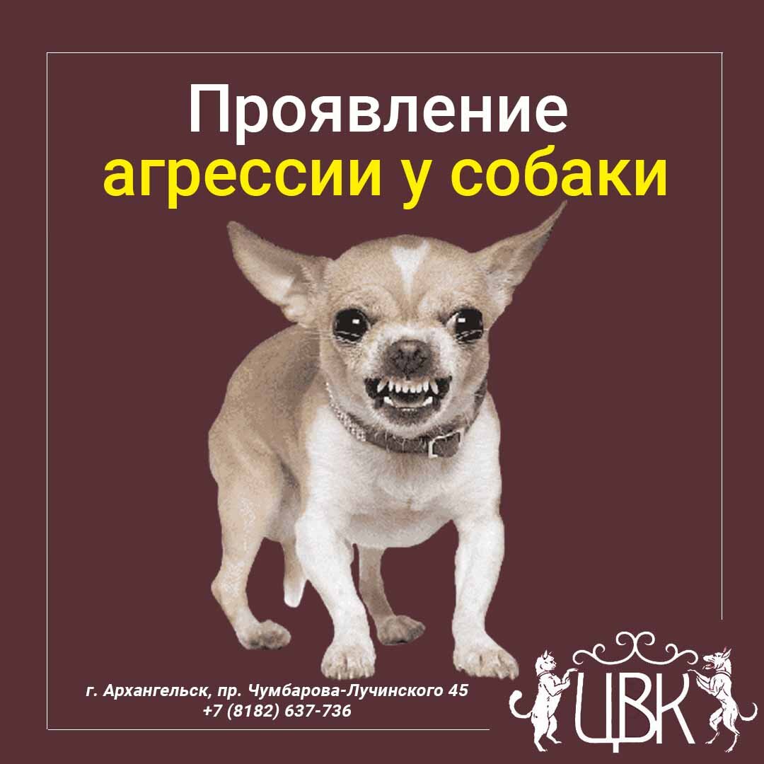 Что делать, если собака склонна к проявлению агрессии?