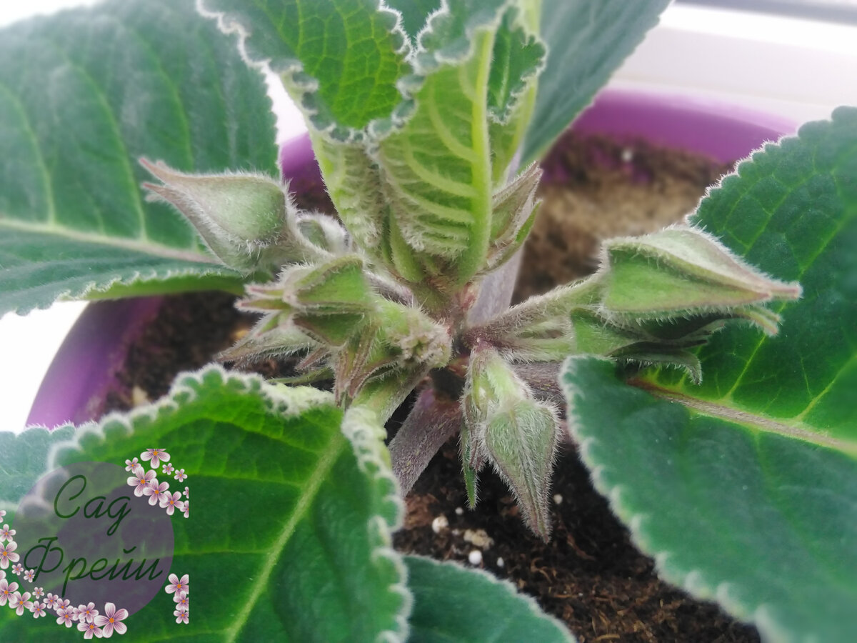 глоксиния проснулась в декабре что делать. глоксиния проснулась в декабре что делать. клубни глоксинии просыпаются что делать. глоксиния проснулась в декабре что делать. глоксиния проснулась.