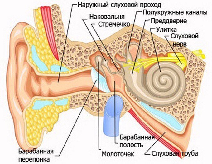 Рис. 2 Как устроено ухо