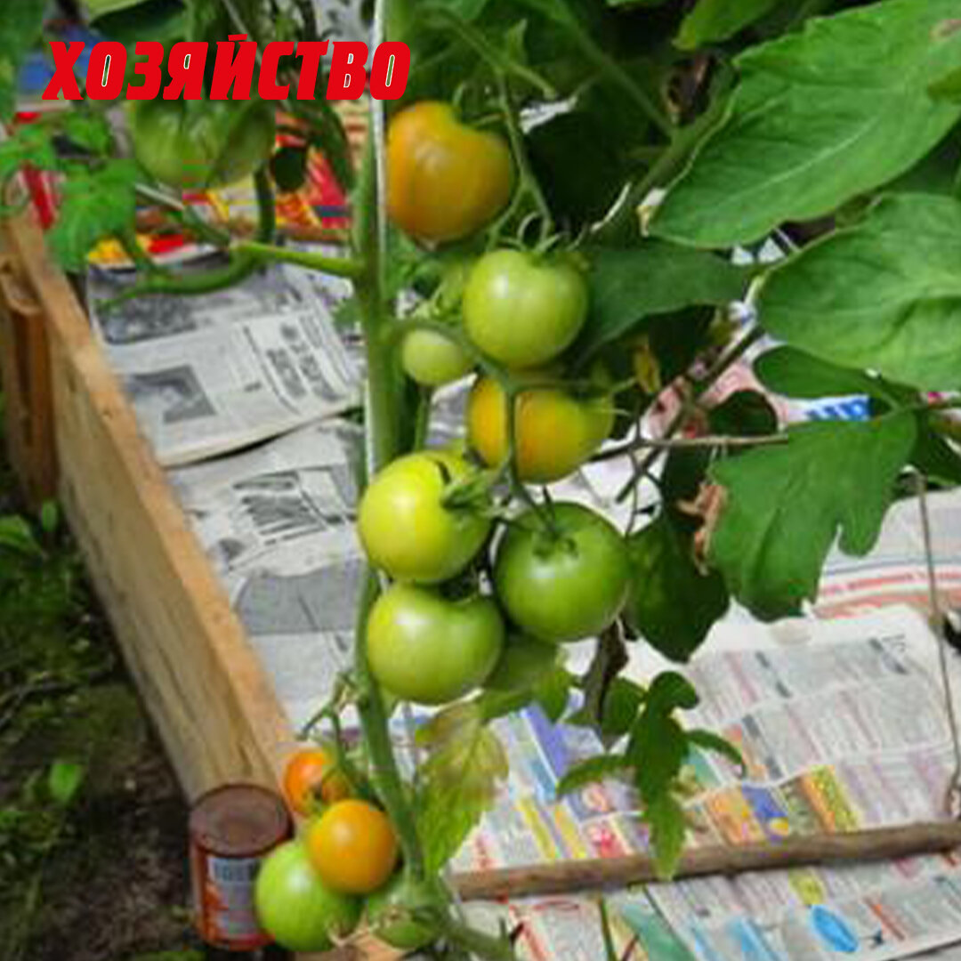 Мульчирование соломой