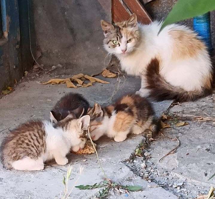 Фото автора. Вот такая она была мамка, но никому не нужная.  А после стерилизации нашла свой дом.