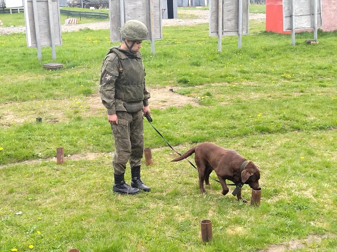 Рядовой Саркисян с лабрадором Джолли на площадке для поиска взрывоопасных предметов