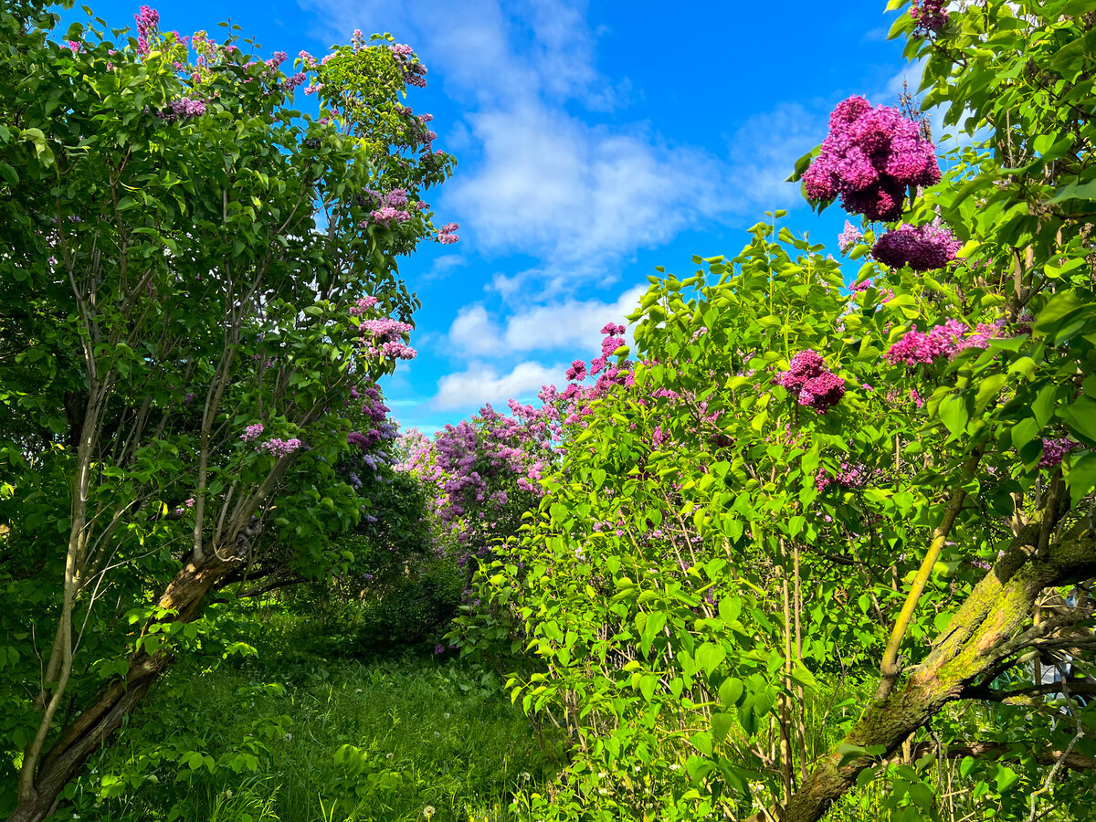 Фотография сделана 4 июня 2022 года