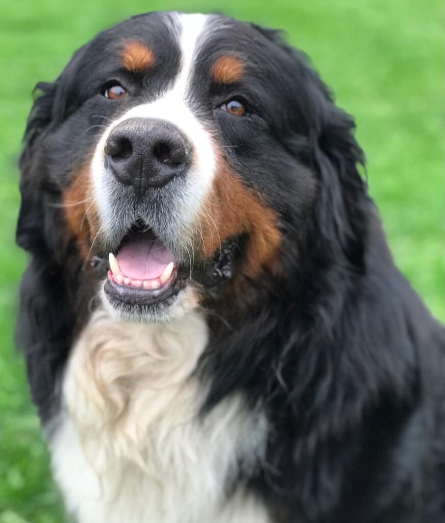 Красавец... Глаз не оторвать! 