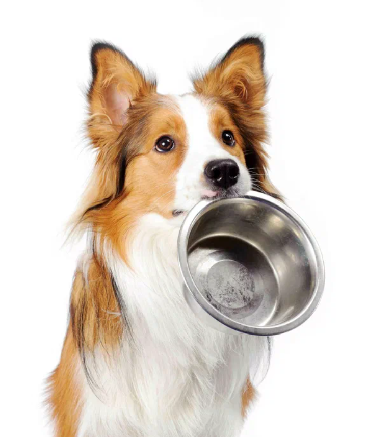 Миска щенка должна быть идеально чистой