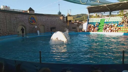 dolphinarium's Адлерский дельфинарий in specifics, Lenina Street, 219/2 - Yandex