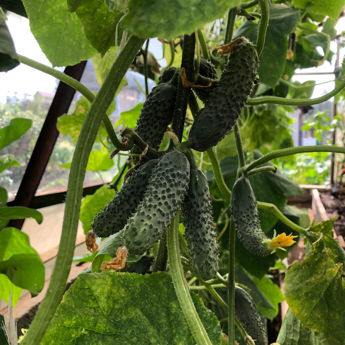 Фото сделано 14 августа. От всходов прошло 118 дней. Срок плодоношения уже 69 дней