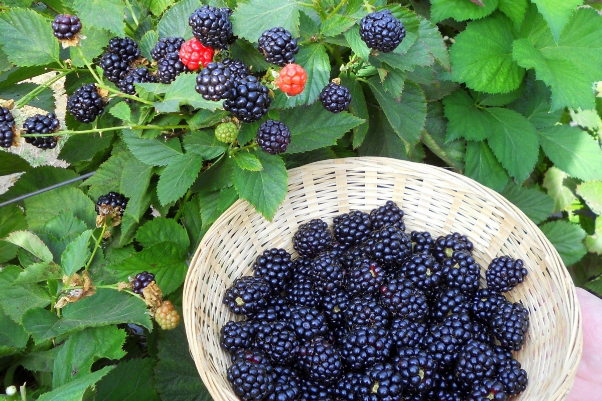 Блэкберри ежевика. Куманика rubus nessensis. Ежевика вязолистная. Ежевика кустарниковая. Куманика ежевика куст.