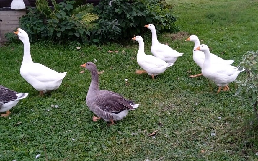 Майор, чего уж там. 