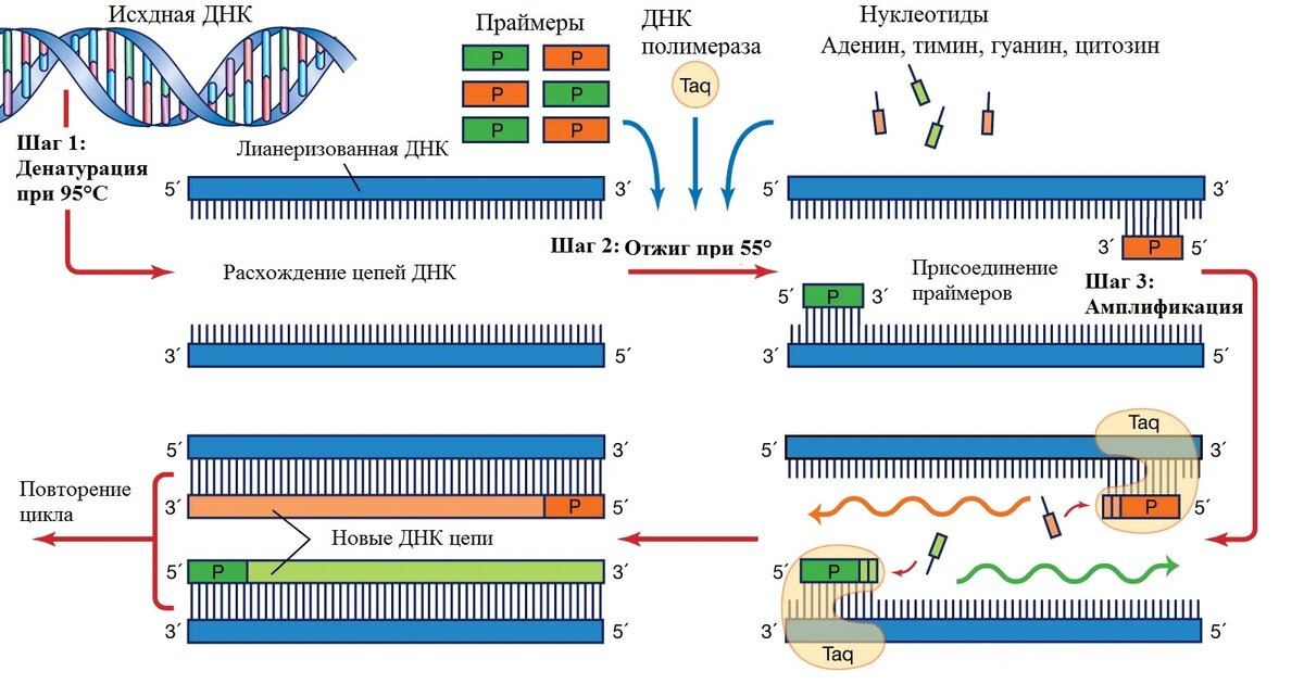 Схематическое изображение полимеразной цепной реакции. Источник: Britannica. 