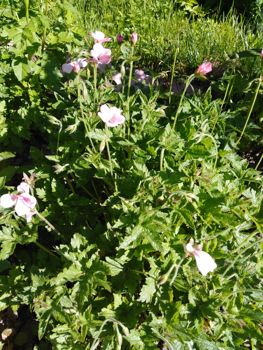 Цветы над листьями