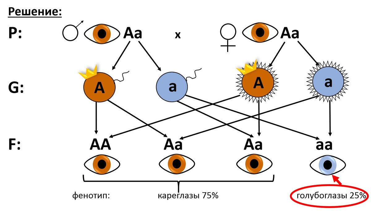 У кареглазого отца