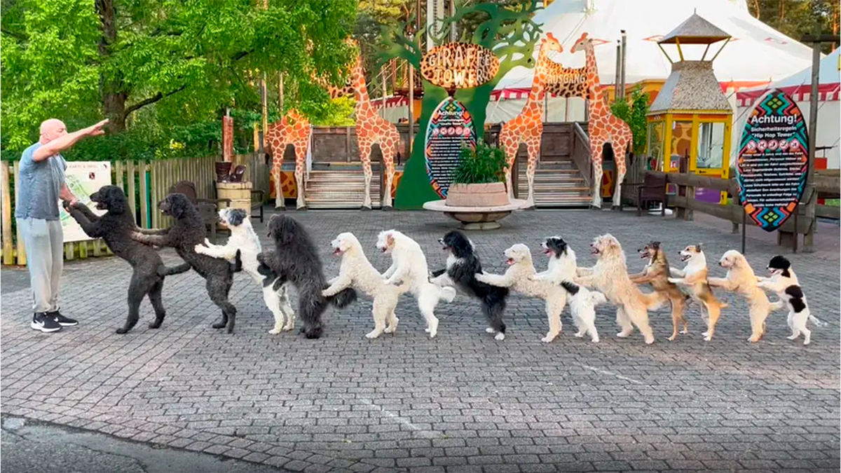 Собака танцует. Дрессировщик собак. Дог собака. 14 Собак в линии Конга побили мировой рекорд Гиннесса в Германии. Выставка собак 14 апреля 2024
