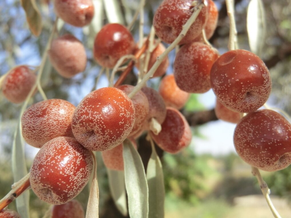 Плоды лоха узколистного. Фото: Хислат Хайдаров, plantarium.ru
