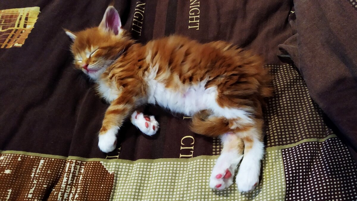 Первые дни дома, те редкие моменты спокойствия. Простите за "спящие фотографии" маленького мейн куна. В ином состоянии его сфотографировать было практически не возможно.