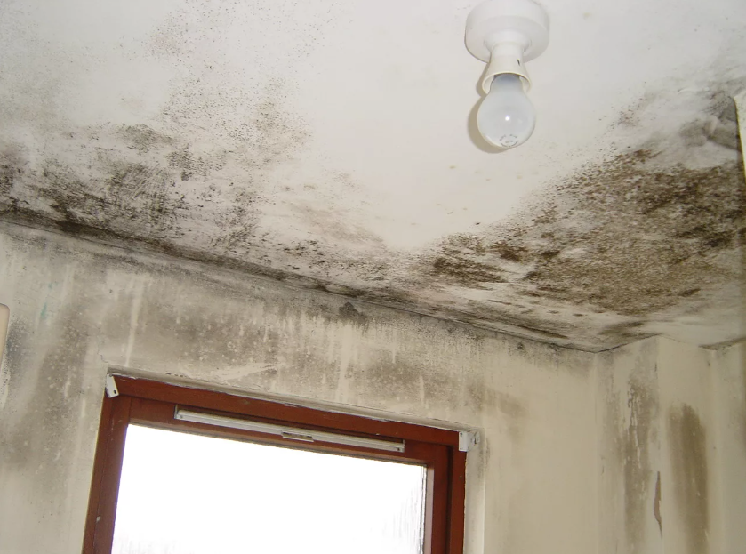 фото Яндекса