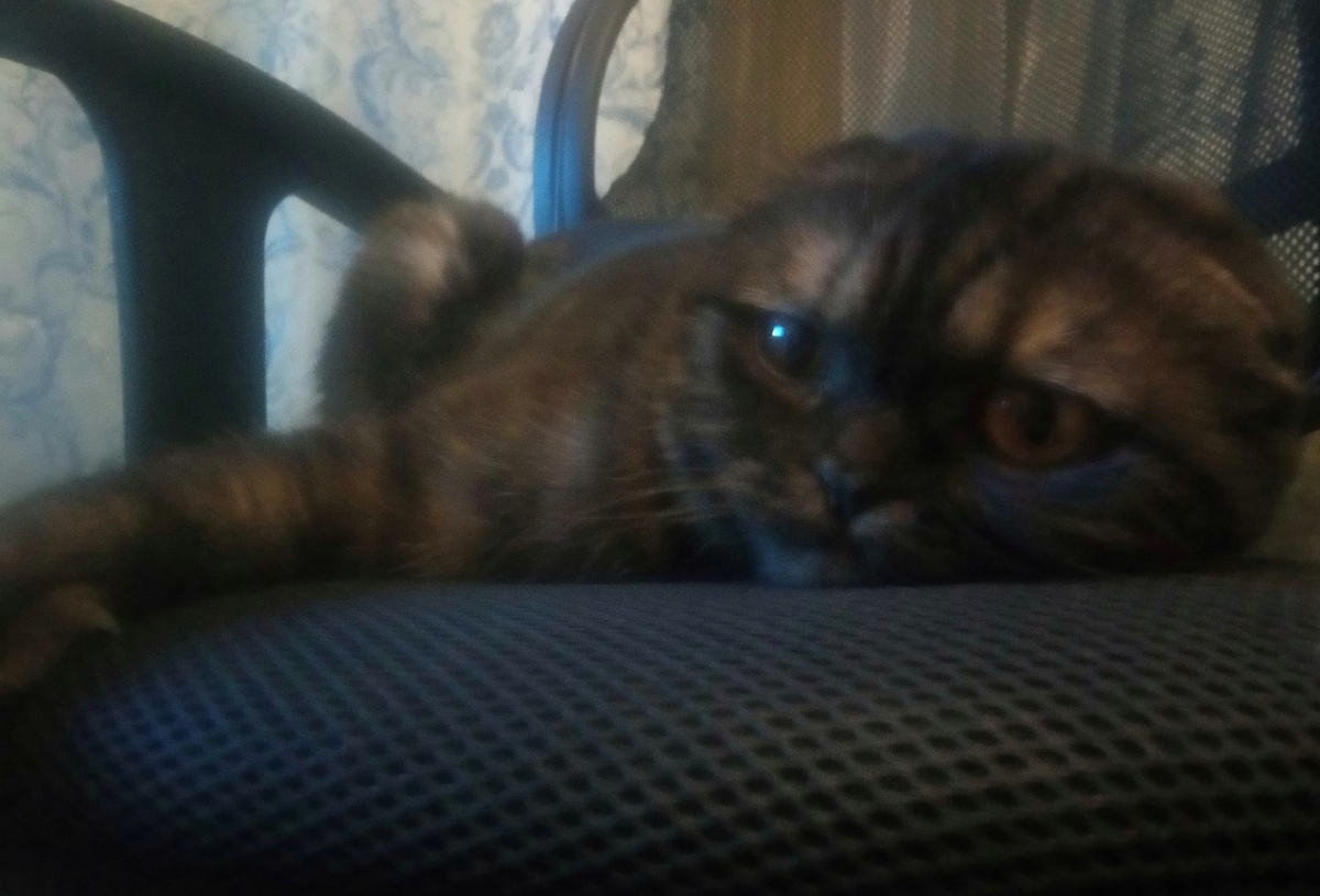 Думаем чем заняться с кисой но не как не придумаем