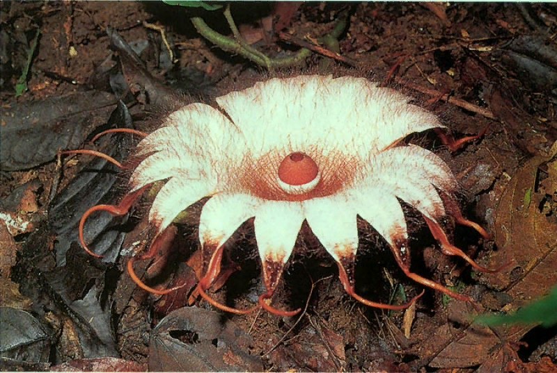 Обложка для твоего панк-альбома