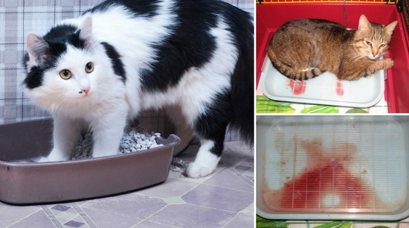 Цистит у кошек: симптомы, лечение, профилактика