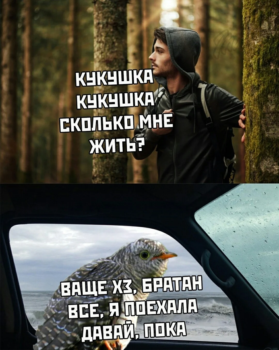 Дай пока. Мемы с надписями. Прикольные фото с текстом. Приколы с текстом. Мемы картинки с надписями