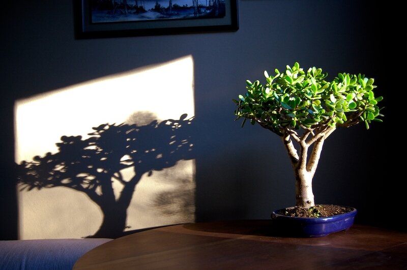 Толстянка (Крассула)