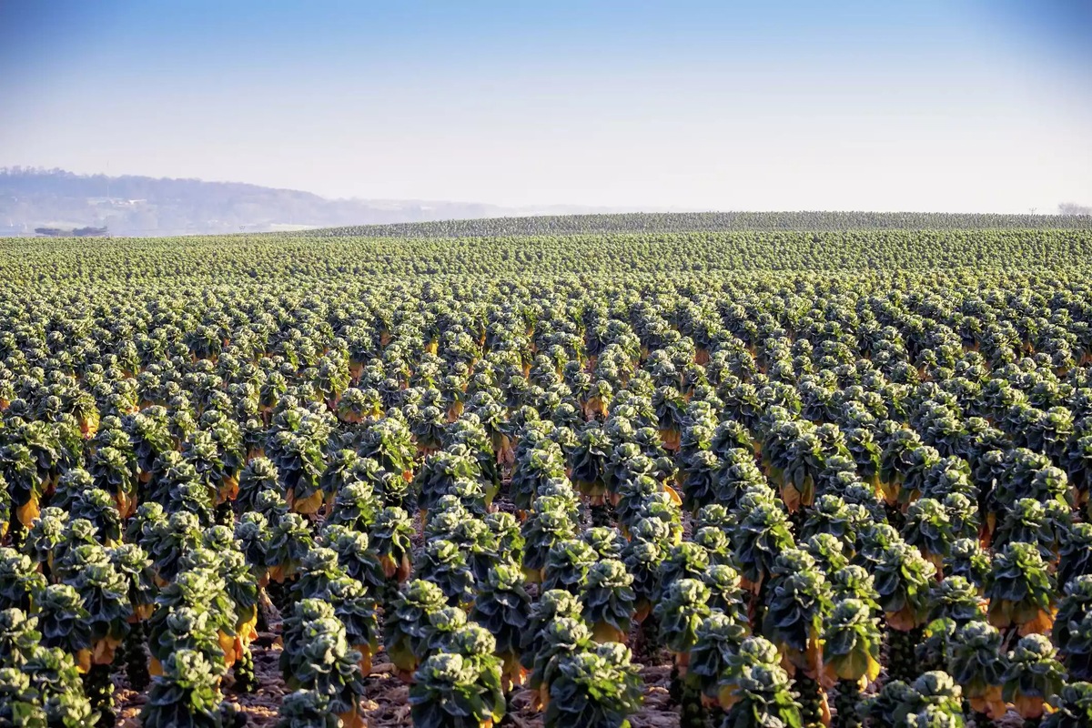 брюссельская капуста на полях