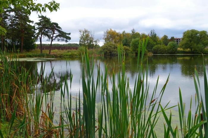 Монастырский  пруд