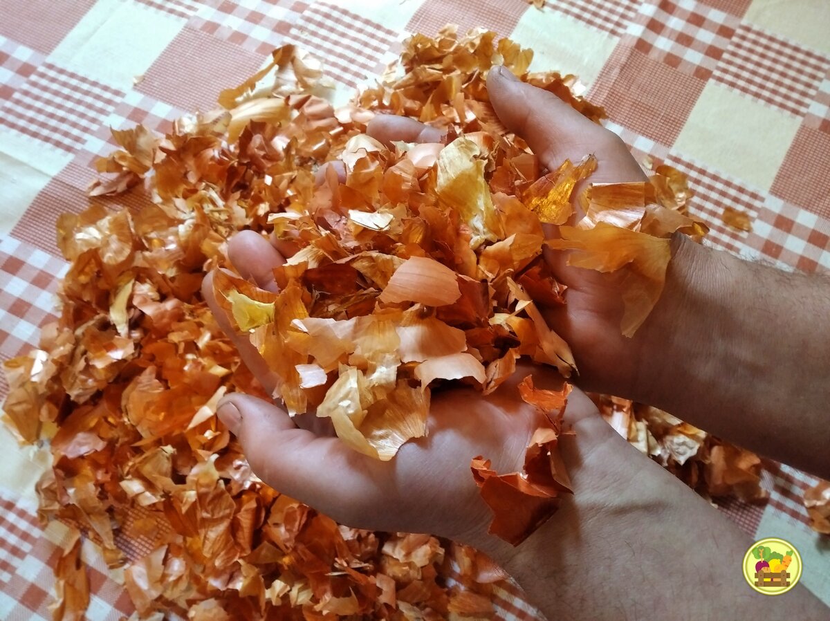 Вот так выглядит луковая щелуха