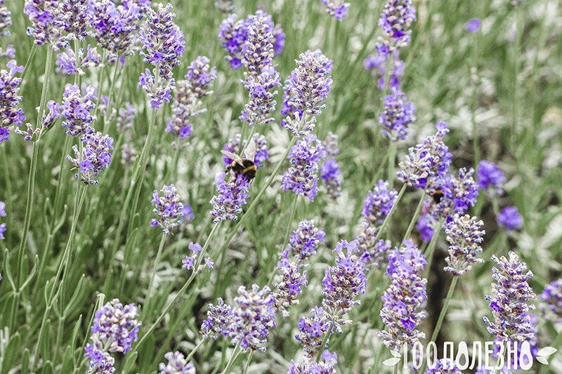 Лаванда: фото растения