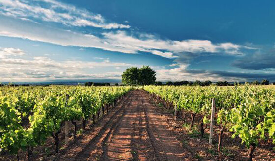 Виноградник