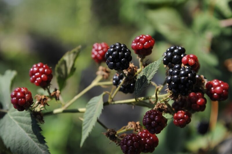 Free Images : nature, fruit, berry, flower, summer, food, produce, blackberry, b