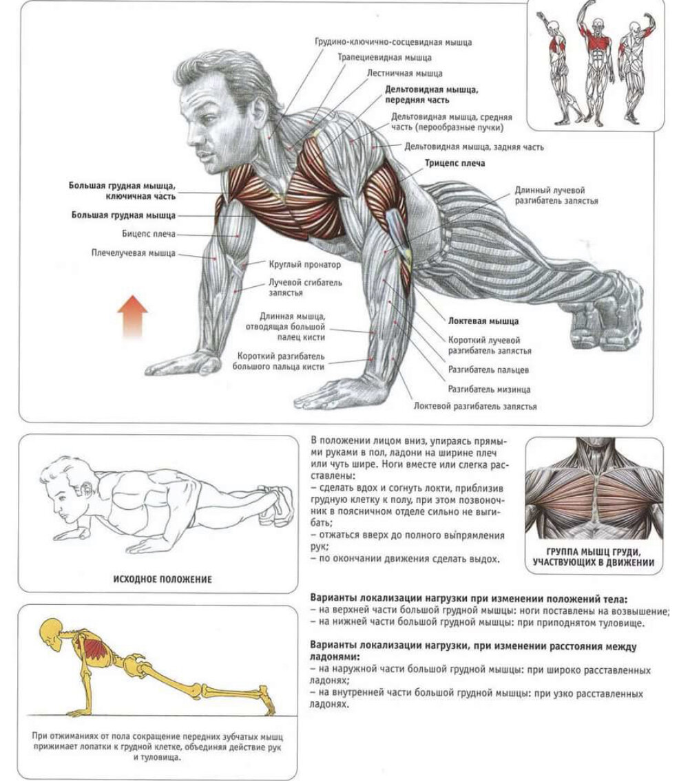 Типы отжиманий. Анатомия силовых упражнений отжимания. Схемы отжиманий от пола для накачки мышц.