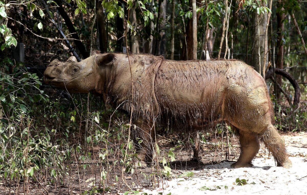 Это суматранский носорог. В мире их осталось не больше 300 особей. © EPA-EFE/STR