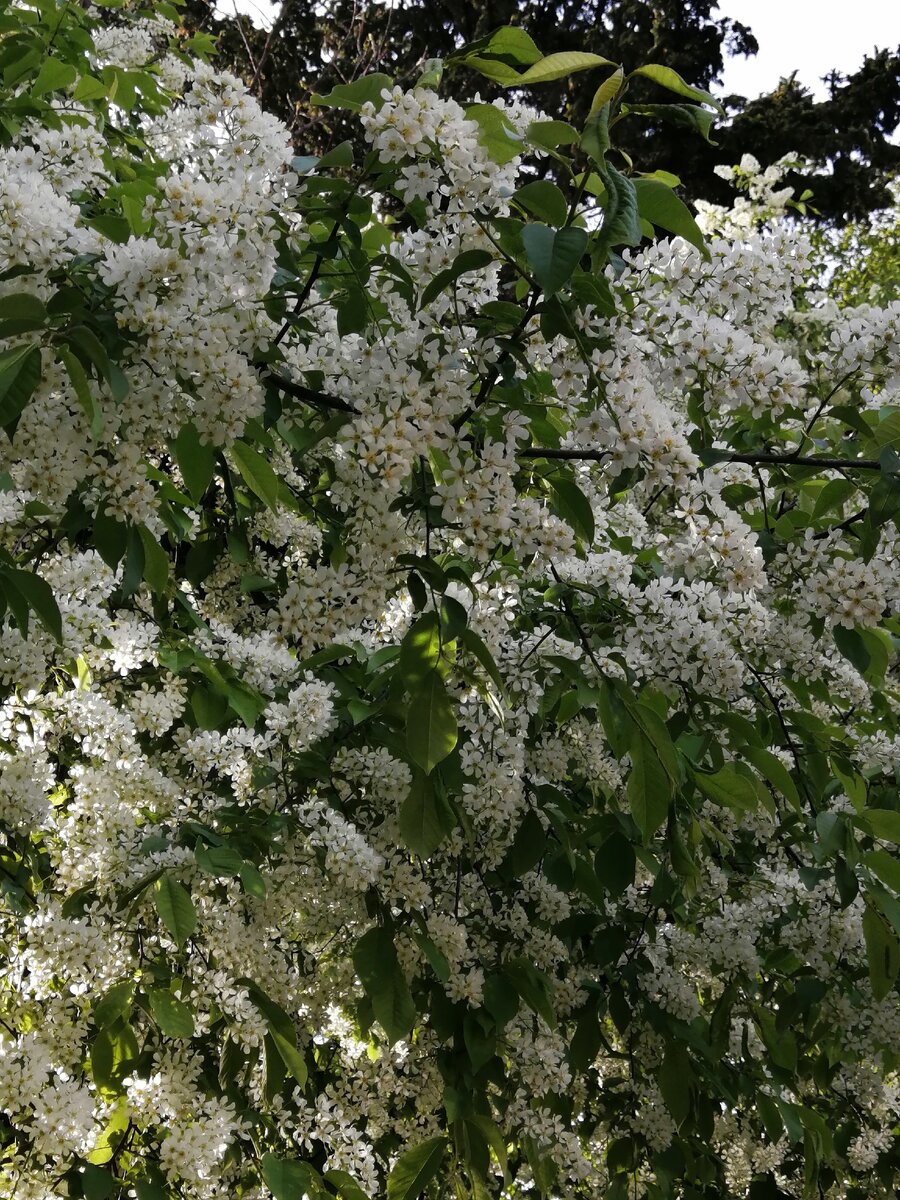 Расспустиоаст черемуха 