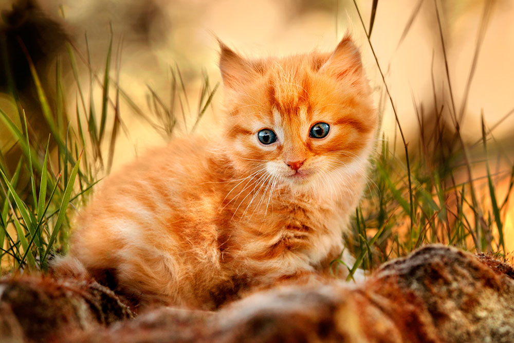 Рыжий котёнок. Рыжие коты. Красивый рыжий кот. Красивый рыжий котенок.