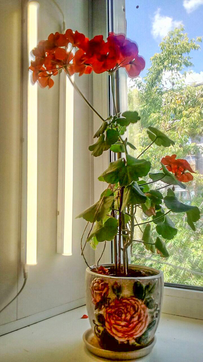 Вытянулась любимая герань. Что делать?