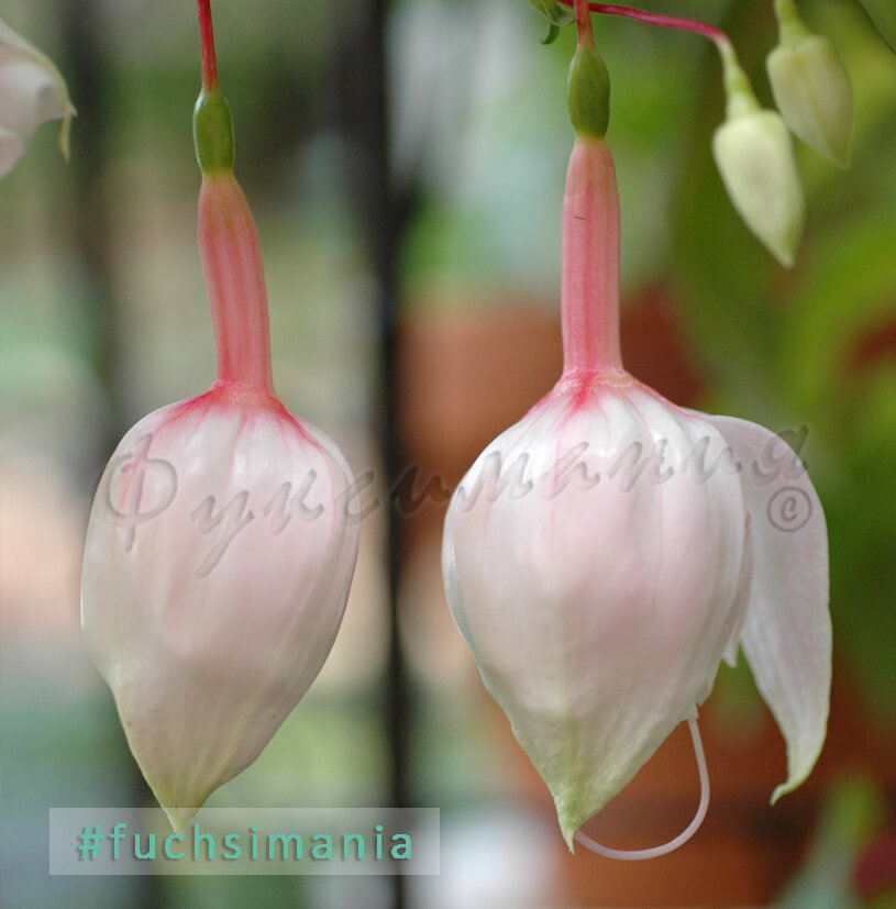 Из бутонов фуксии вот-вот должно появиться чудо. Но иногда этого не случается...