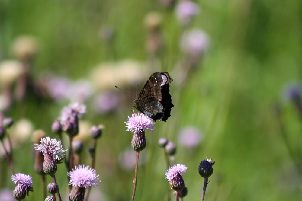 Бабочка дневной павлиний глаз со сложенными крыльями
 
