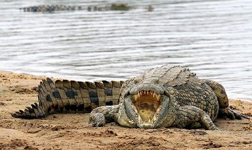   Крокодилы крайне интересный вид полуводных хищников. Эти животные относятся к отряду водных позвоночных и получили статус самых крупных особей вида пресмыкающихся.-2