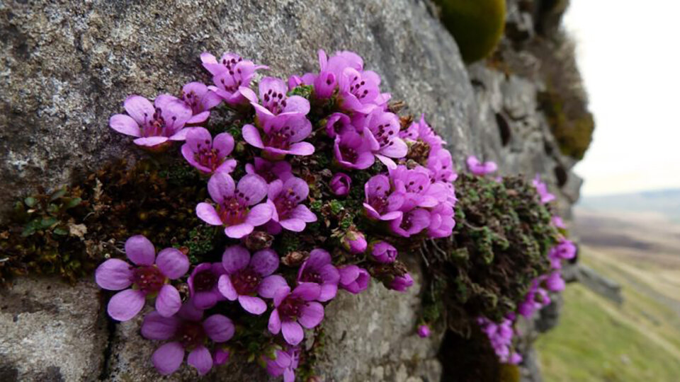 Камнеломка