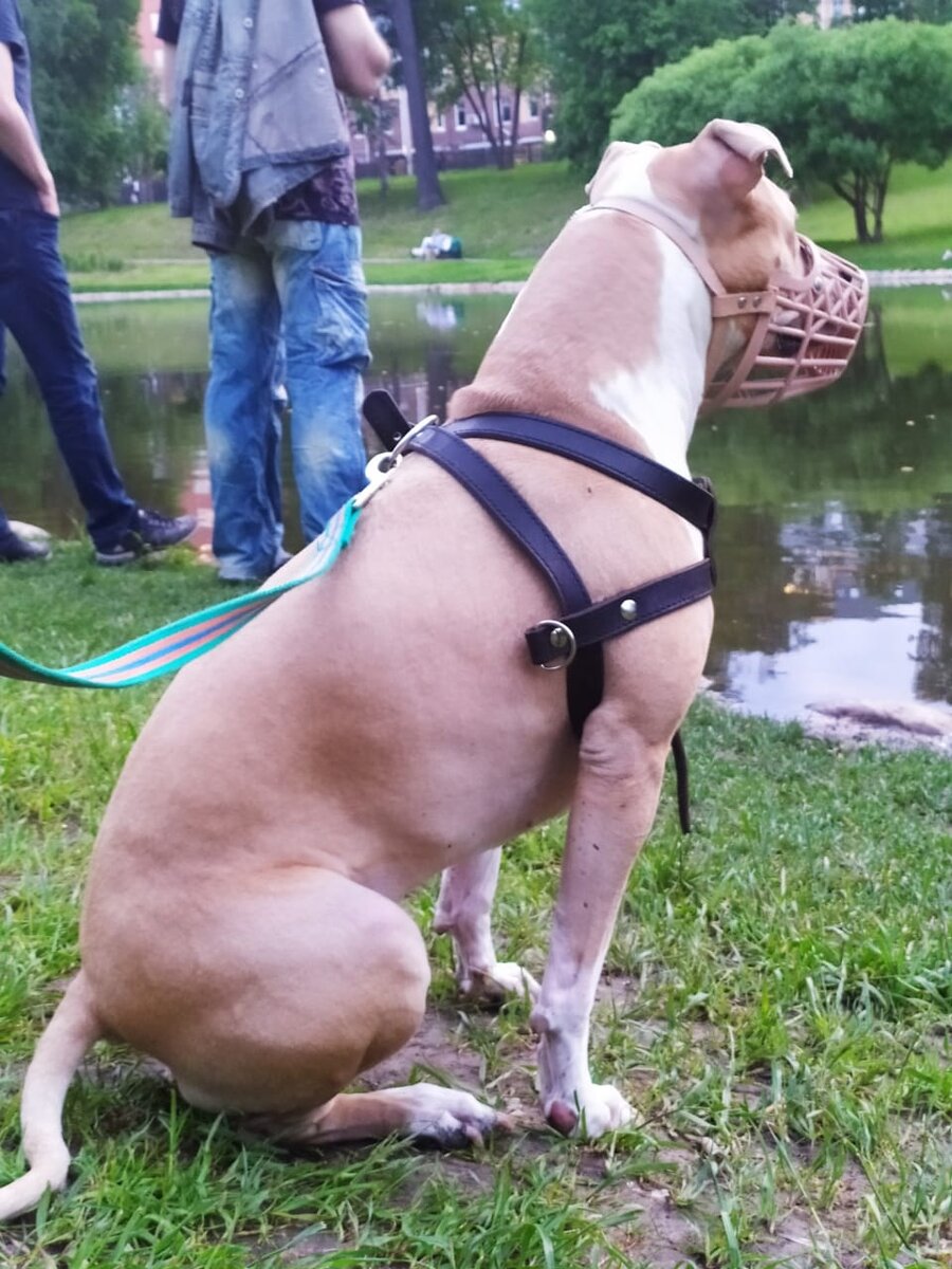 В итоге, позже пришёл мужчина (его нет на фото, если что), который без сомнений пересёк пруд и направился далее по своим делам... А я тут думаю о правомерности какой-то по отношению к собаке)) 