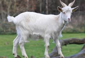 фамилия "Шеврез" созвучна с французским словом "шевр" - коза