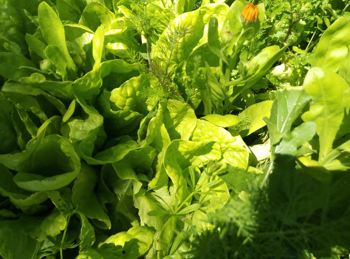 Повторно можно посеять салат