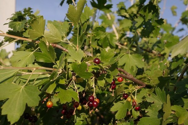 Удобрение почвы