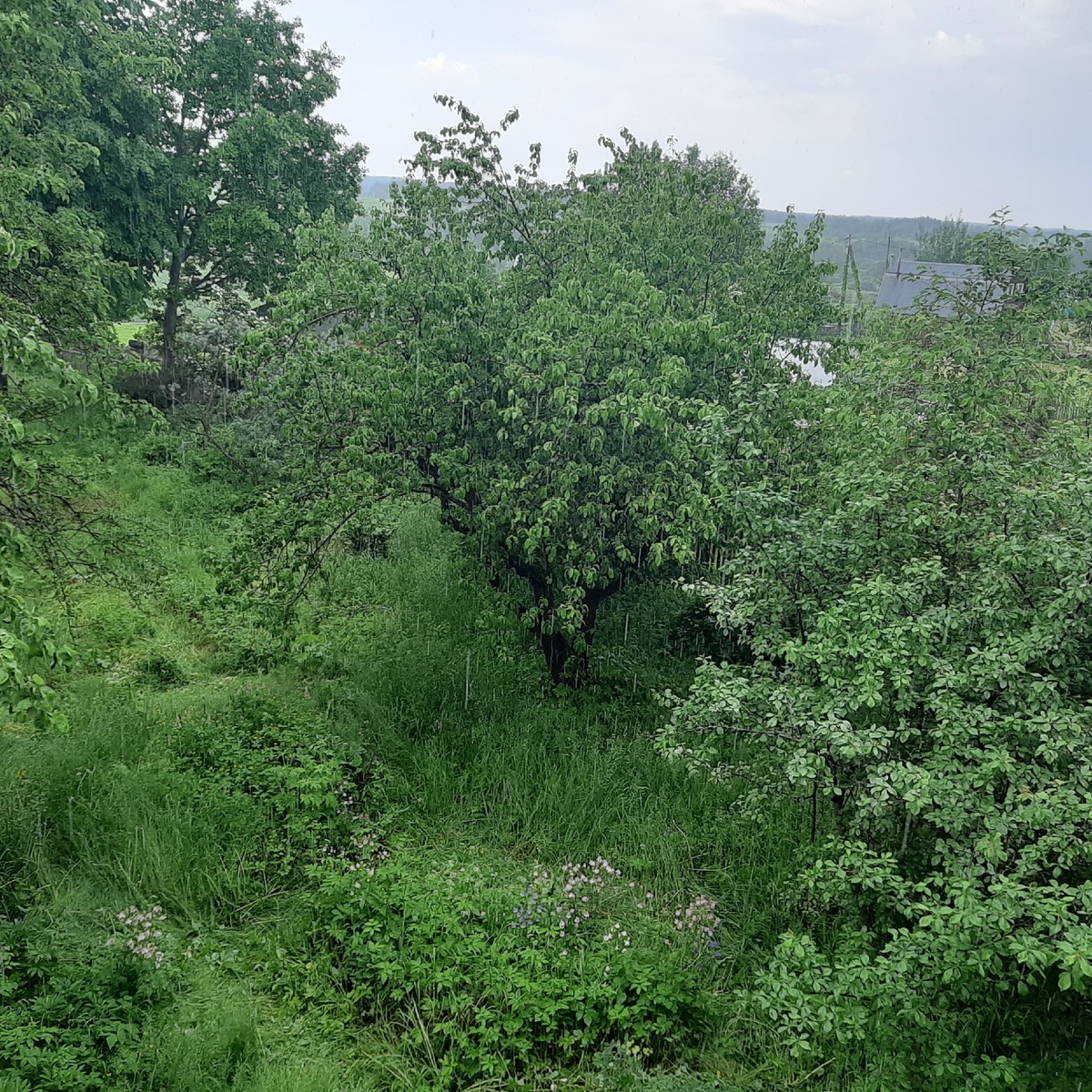 Вид из окна на сад, фото автора