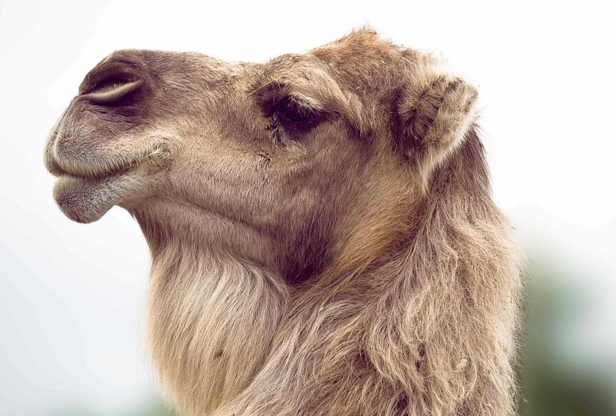 Фото из открытых источников.