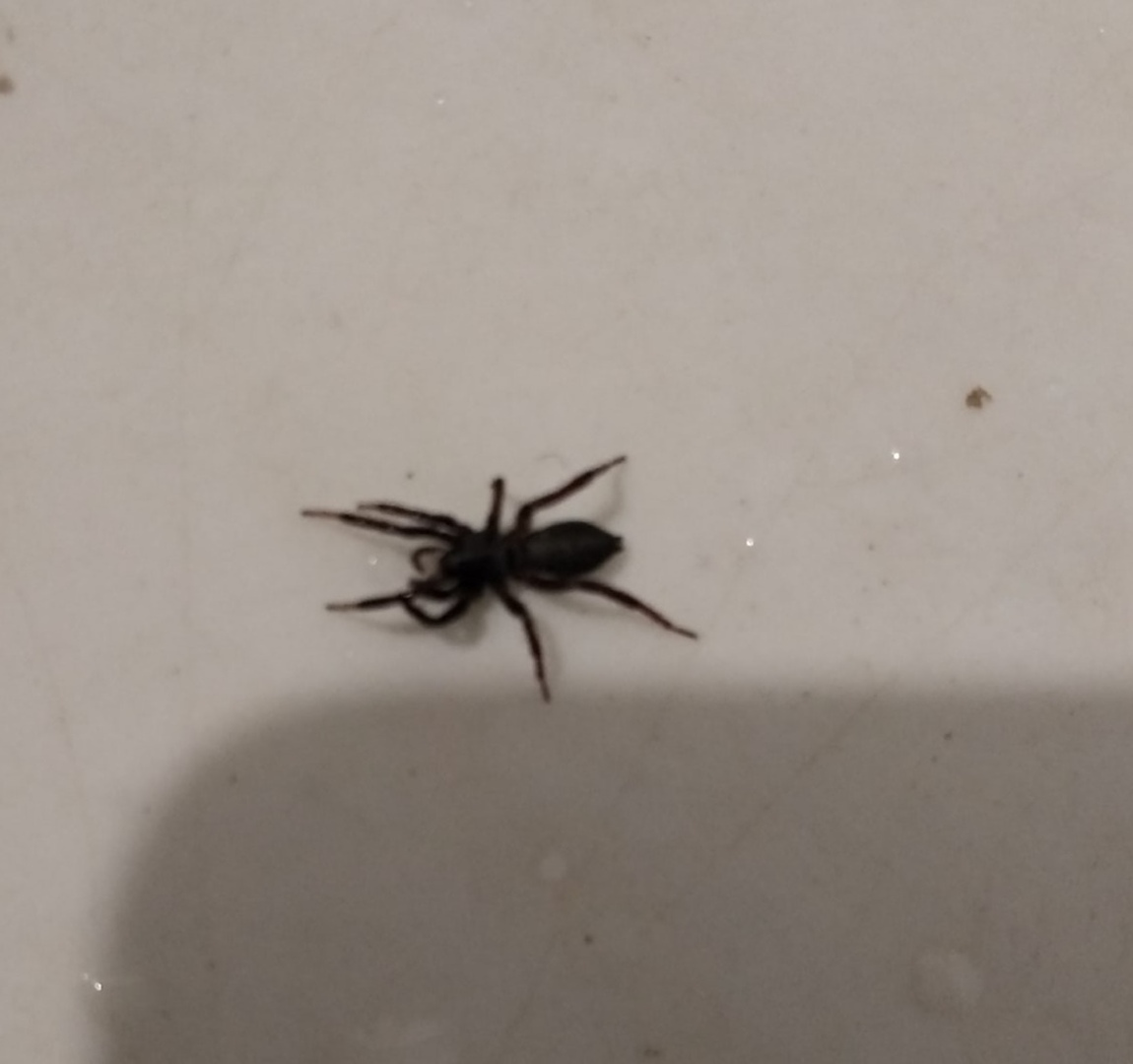 Обычный гость в ванной. Из личного архива