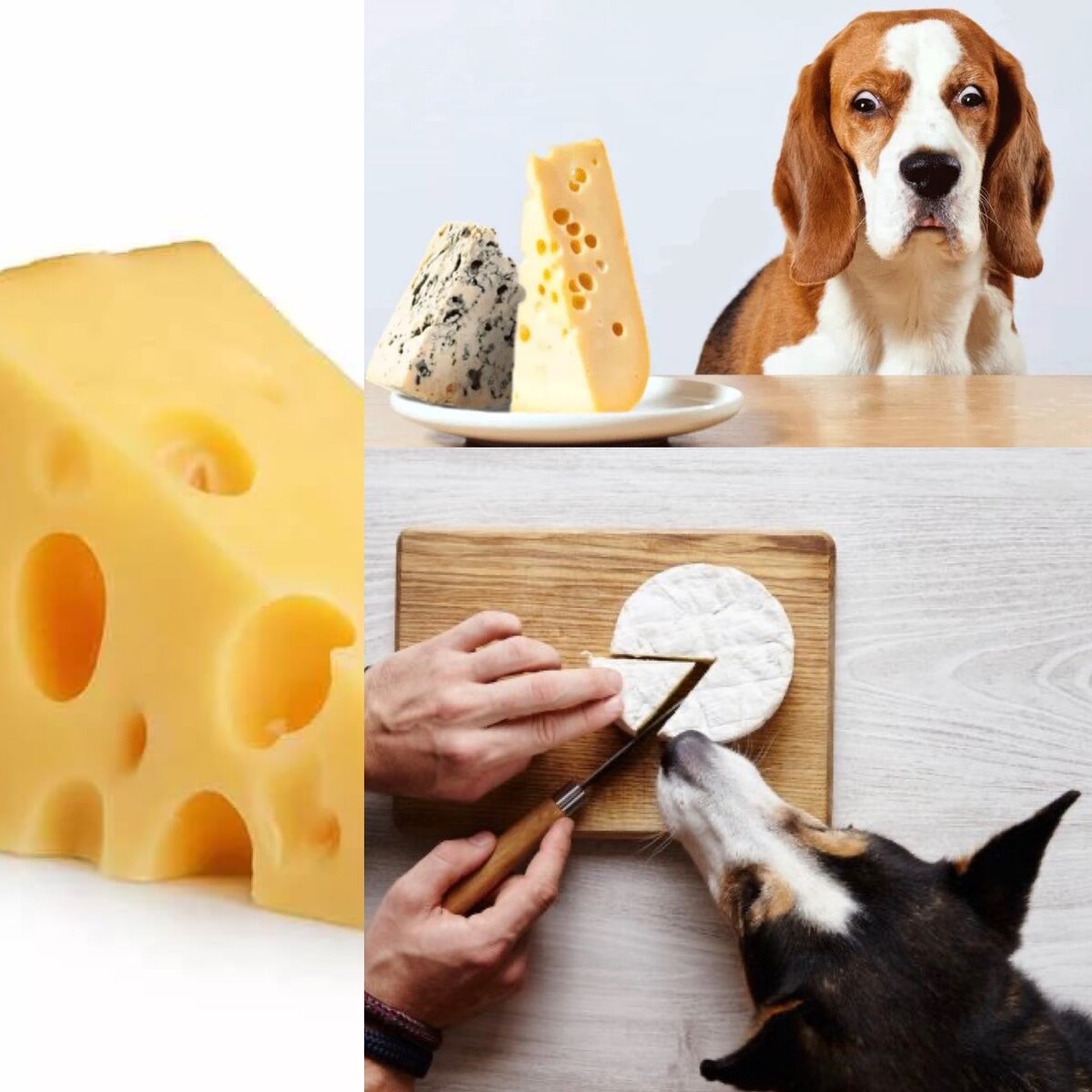 Собака съела сыр. Собачий сыр. Сырная собака. Собака и сыр. Собака ест сыр.
